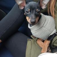 Pinscher nano toy per impossibilità di tenerlo