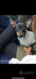 Pinscher nano toy per impossibilità di tenerlo