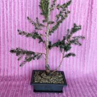 Bonsai di abete del Canada stile Sokan 