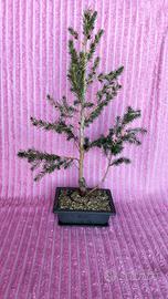 Bonsai di abete del Canada stile Sokan 