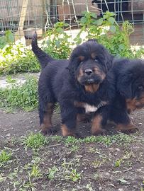 Mastino tibetano