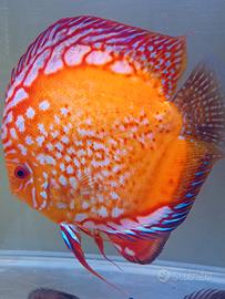 Discus XXL