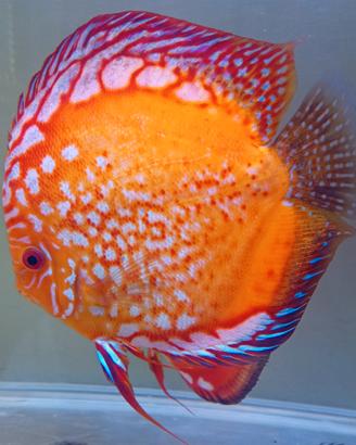 Discus XXL