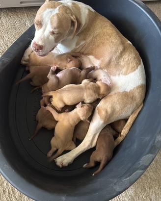 Cuccioli pitbull 6f 4m