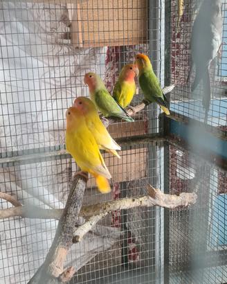 Inseparabile