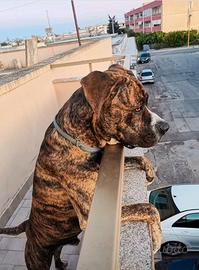 Maschio bandog (amstaff/corso) per accoppiamento
