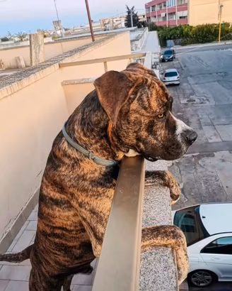 Maschio bandog (amstaff/corso) per accoppiamento