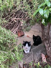 Gattini bianchi e neri