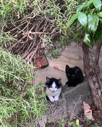 Gattini bianchi e neri