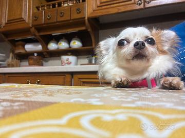 Chihuahua di 6 anni