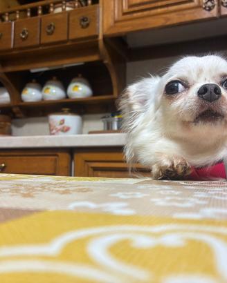 Chihuahua di 6 anni