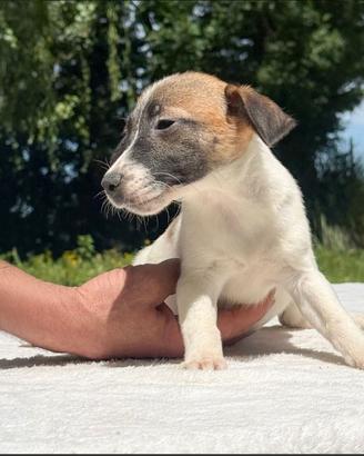 Cuccioli Jack Russell Terrier 2 Mesi - Maschi e Fe