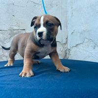 American bully