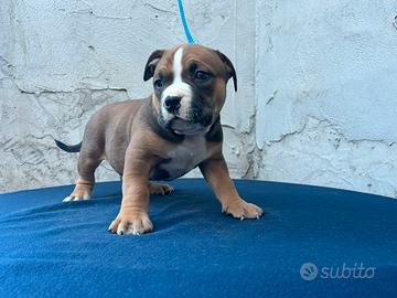 American bully