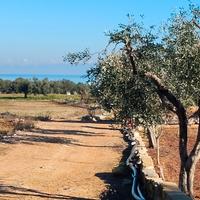 TERRENO e RUSTICO vista mare Polignano a.ff.ar.e