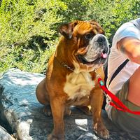 Bulldog inglese