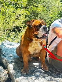 Bulldog inglese