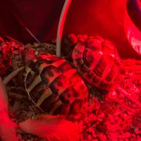 Coppia tartaruga di terra