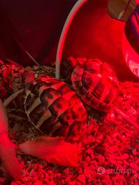 Coppia tartaruga di terra