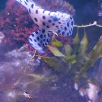 Pesci acquario marino