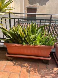 Cassetta resina rettangolare grande x piante