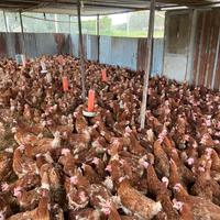 Galline ovaiole