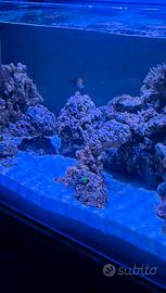 Sabbia acquario marino dsb