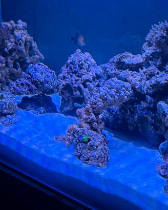 Sabbia acquario marino dsb