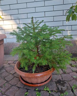 Albero Abete rosso