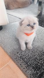 Cuccioli scottish fold