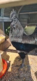 Due coppie di Ayam Cemani