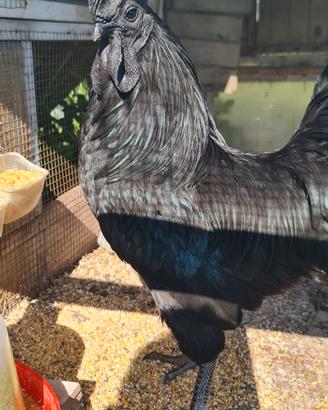 Due coppie di Ayam Cemani