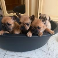 Cuccioli di Bulldog