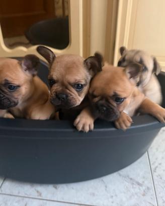 Cuccioli di Bulldog