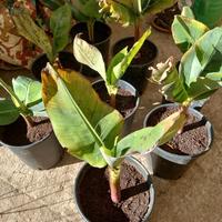 Pianta Banana Nana per Veranda Balcone Patio