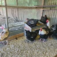 Galli e galline Orpington