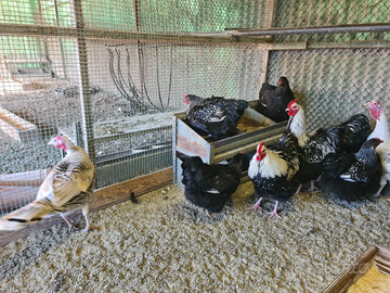 Galli e galline Orpington