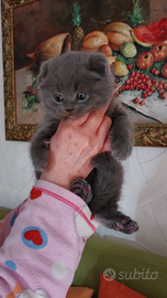 Scottish fold è straight