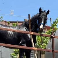Cavallo e cavalli