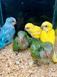 Pappagalli Parrocchetto Monaco