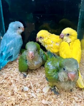 Pappagalli Parrocchetto Monaco