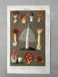 Funghi esotici reticolati stampa cromolitografia
