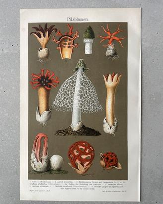 Funghi esotici reticolati stampa cromolitografia