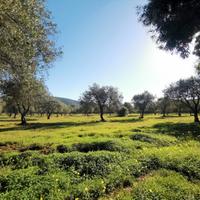 Alghero TERRENO CON ULIVETO