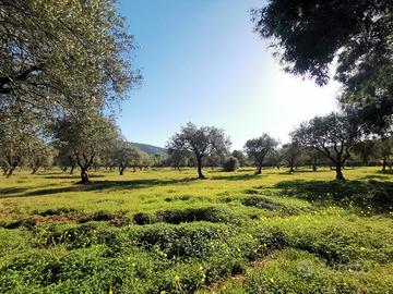 Alghero TERRENO CON ULIVETO