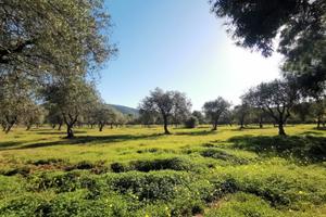 Alghero TERRENO CON ULIVETO