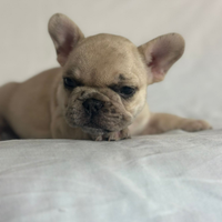 Cucciola di bulldog francese