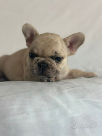 Cucciola di bulldog francese