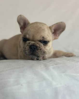 Cucciola di bulldog francese