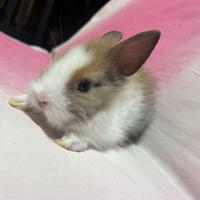 Conigli nani olandesi